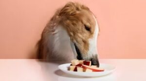 Can Dogs Have Applesauce