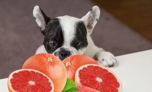 Can Dogs Have Grapefruit
